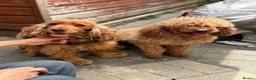 Cockapoo dogs for sale: Lovely F1 Golden Cockapoo Pups Expected Early Aug - Advert 1