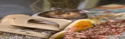 Hamster rodents for sale: Female Pedigree Syrian Hamster - Advert 2