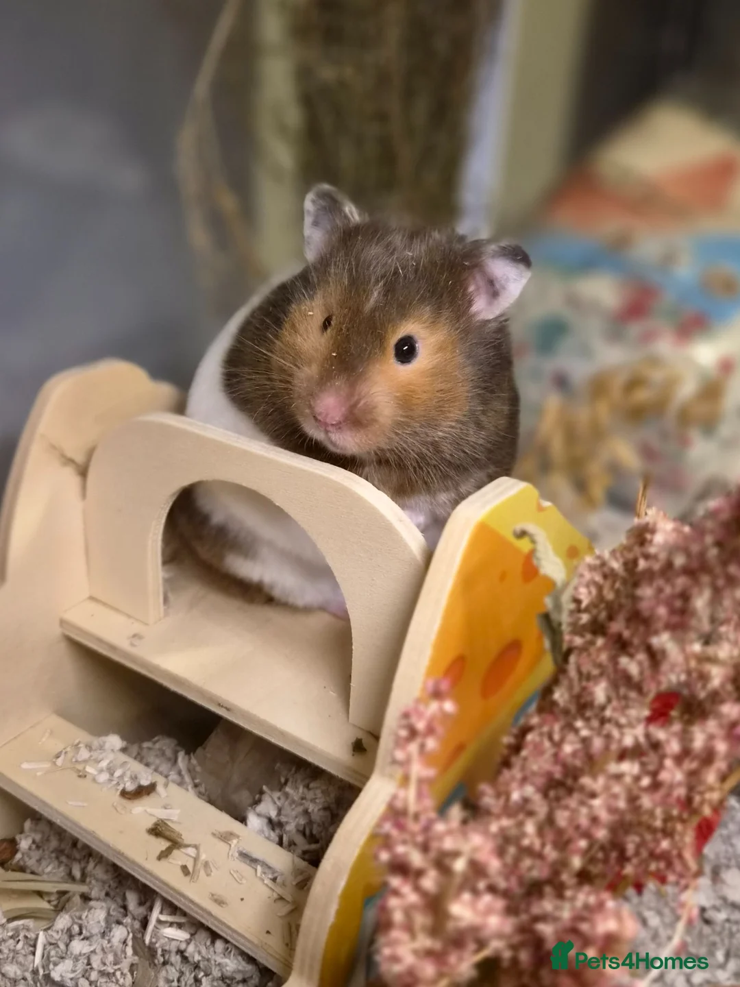 Hamster rodents for sale: Female Pedigree Syrian Hamster - Advert 2