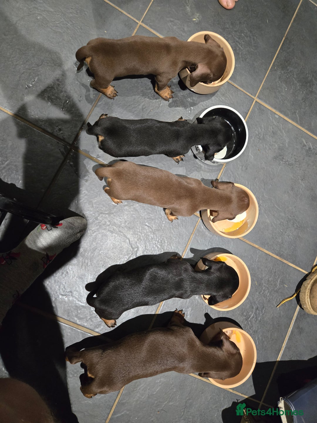 Miniature Dachshund dogs for sale: Minature dachsund puppies - Image 8