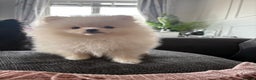 Pomeranian dogs for sale: One Boy Pomeranian left  - Advert 3