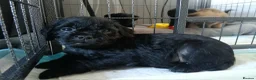 Pugapoo dogs for sale: Beautiful Pugapoo Puppies - Ready 14th May  in Chesterfield - Advert 5