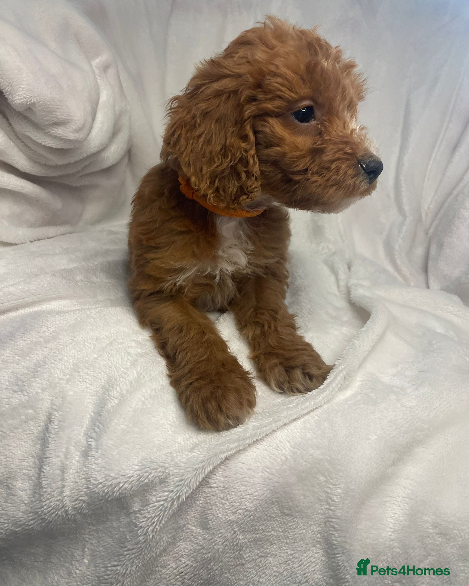 Cockapoo dogs 🐶REDUCED🐶 F1 Red Cockapoos (Health Tested) ❤️ - Advert 1