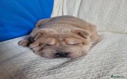 Shar Pei dogs for sale: Shar Pei Puppies - Ready 04/09/25 - Image 35