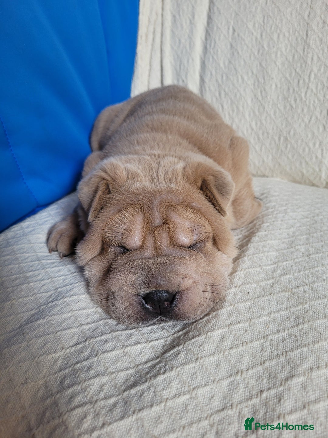 Shar Pei dogs for sale: Shar Pei Puppies - Ready 04/09/25 - Image 35