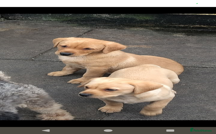 Labrador Retriever dogs - Advert 1