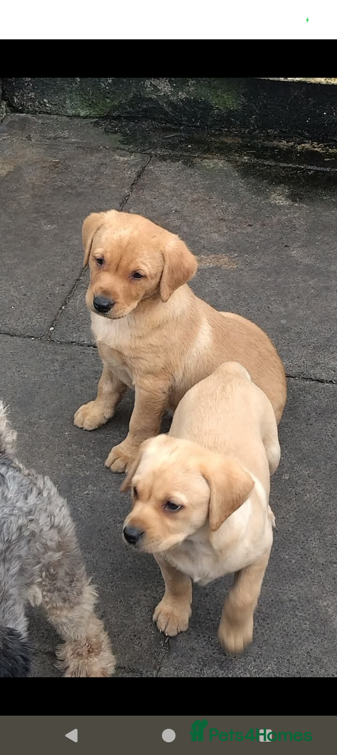 Labrador Retriever dogs for sale: Labrador puppies  - Image 1