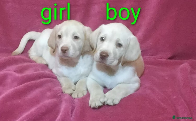 Labrador Retriever dogs Extensively health tested Labrador puppies  - Advert 16