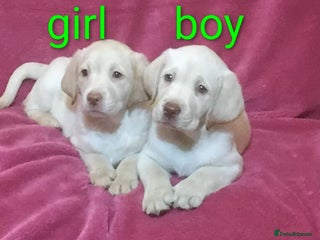 Labrador Retriever dogs Extensively health tested Labrador puppies - Advert 7