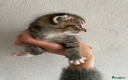 RagaMuffin cats for sale: Beautiful Ragdoll kittens  - Image 14