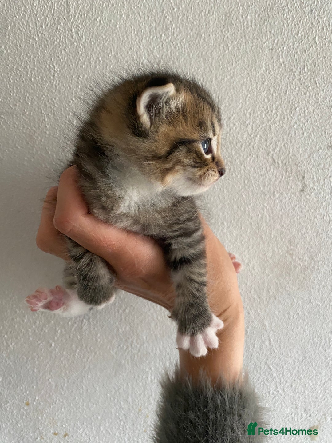 RagaMuffin cats for sale: Beautiful Ragdoll kittens  - Image 14