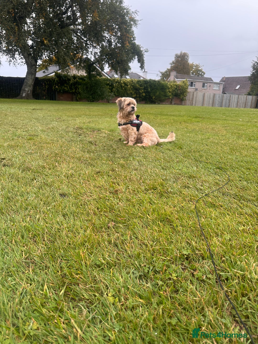 Lhasa Apso dogs for sale: Lhasa Apso Male - Image 7
