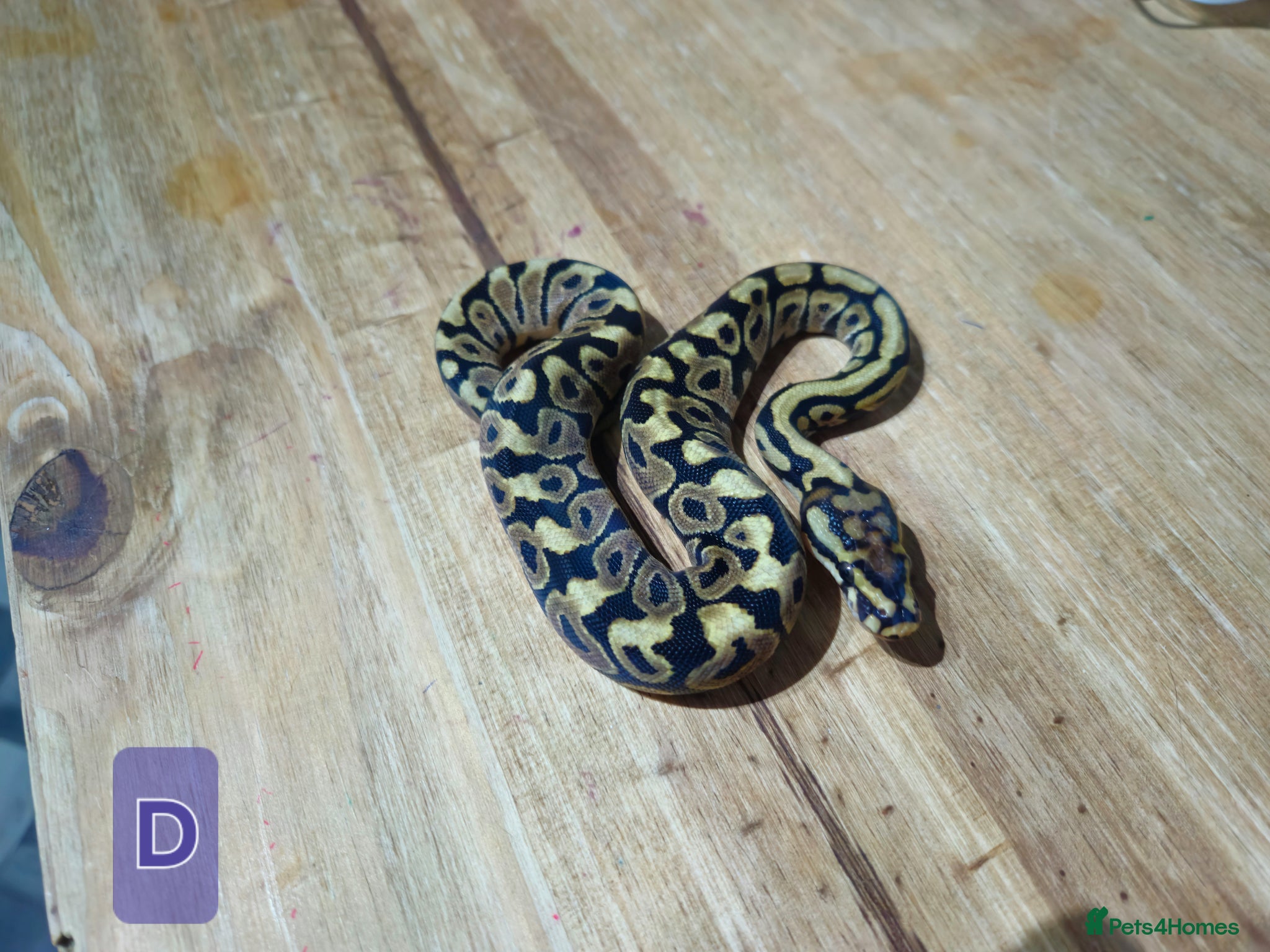 Python Snake reptiles for sale: spotnose het clown/ clown clutch - Advert 5