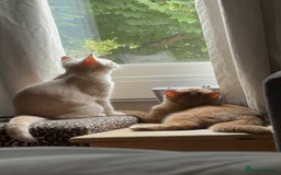 British Shorthair cats for sale: Beautiful British shorthair kittens  - Image 6