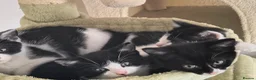 Mixed Breed cats for sale: 3 Beautiful Loving Kittens 2Months Old 2Girls 1Boy in Rugby - Advert 13