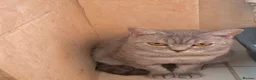 British Shorthair cats for sale: British shorthair tabby kittens  in Scunthorpe - Advert 14