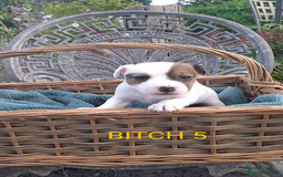 Jack Russell dogs for sale: Tremendous JRT puppies  - Image 34