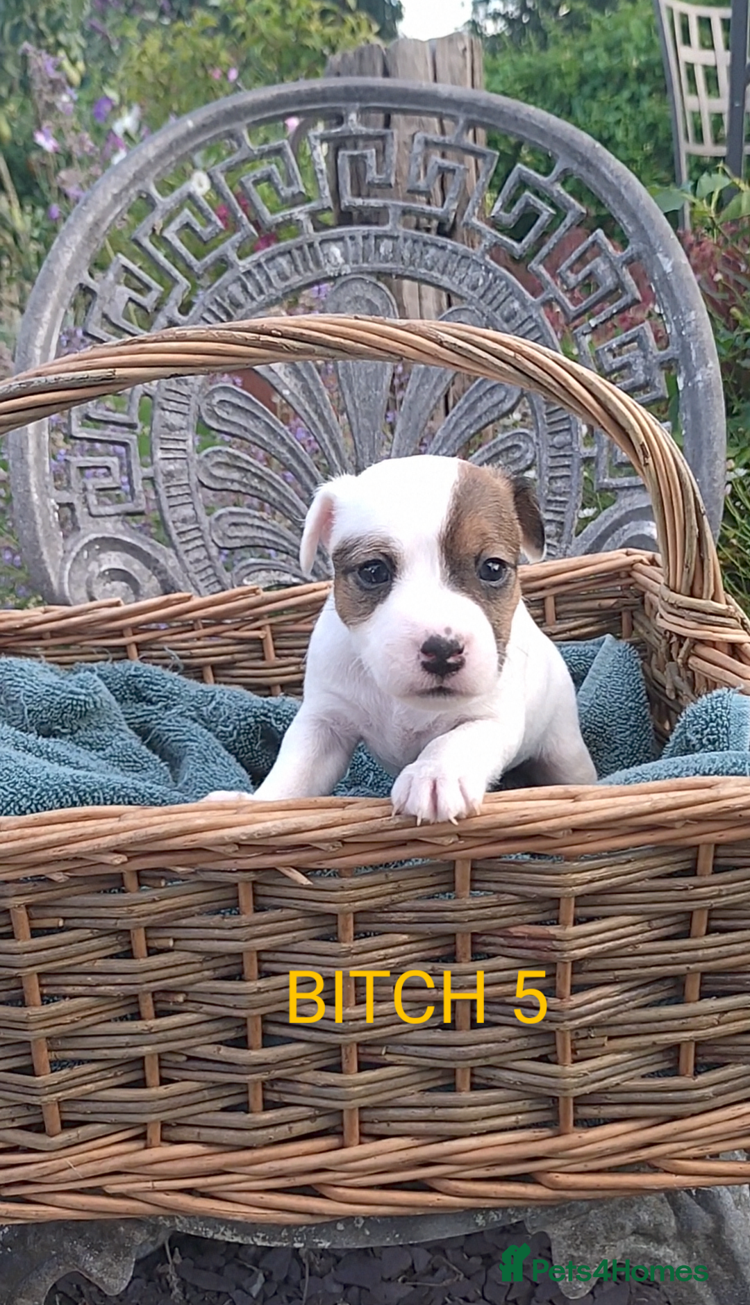Jack Russell dogs for sale: Tremendous JRT puppies  - Image 34