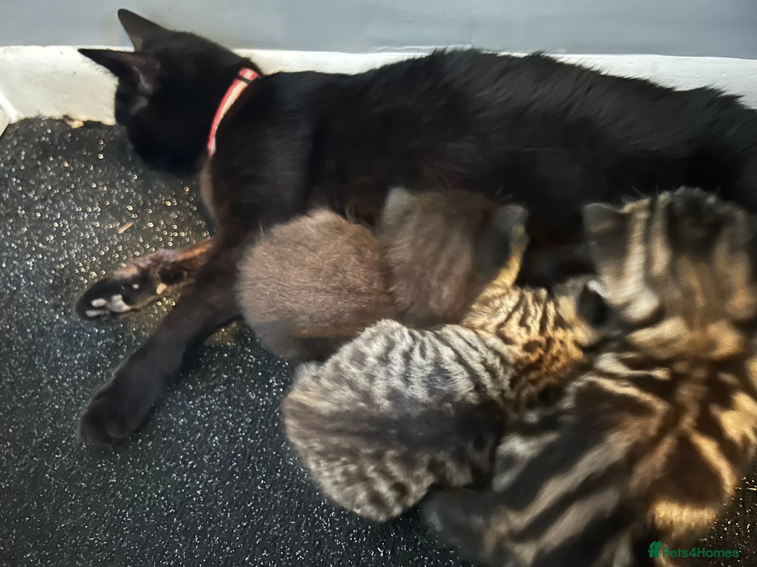 Mixed Breed cats for sale: 3x playful and sweet little kittens - Image 14