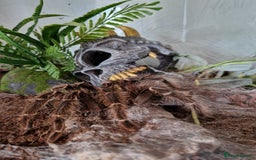 Tarantulas invertebrates for sale: Adult female salmon pink birdeater - Image 2