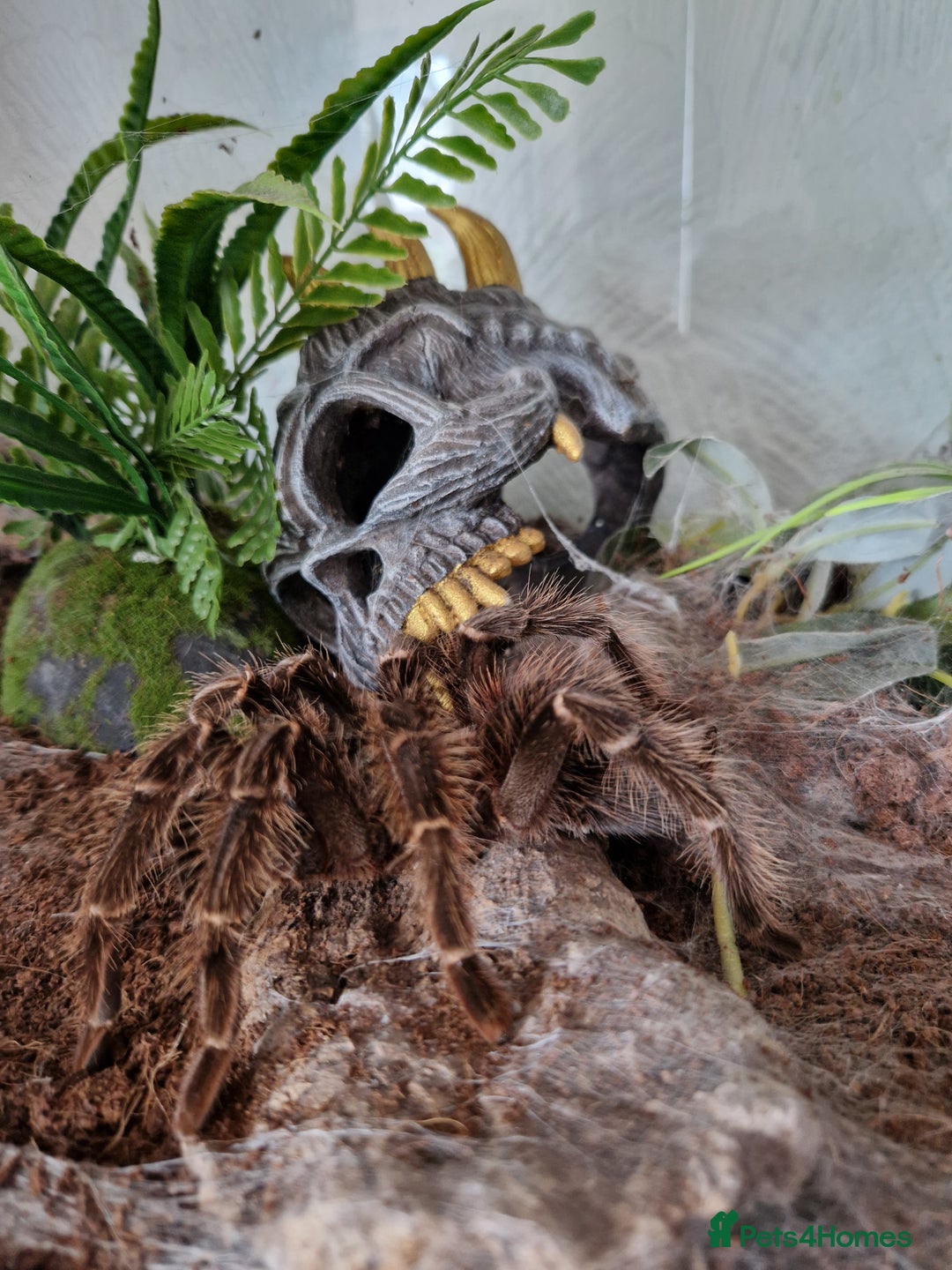Tarantulas invertebrates for sale: Adult female salmon pink birdeater - Image 2