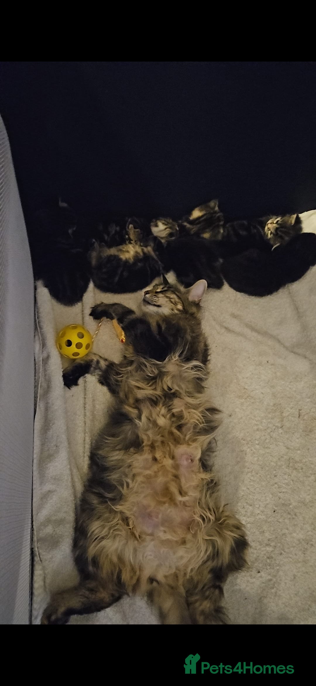Maine Coon cats for sale: FLUFFY TABBY PART MAINE COON KITTENS - Image 8