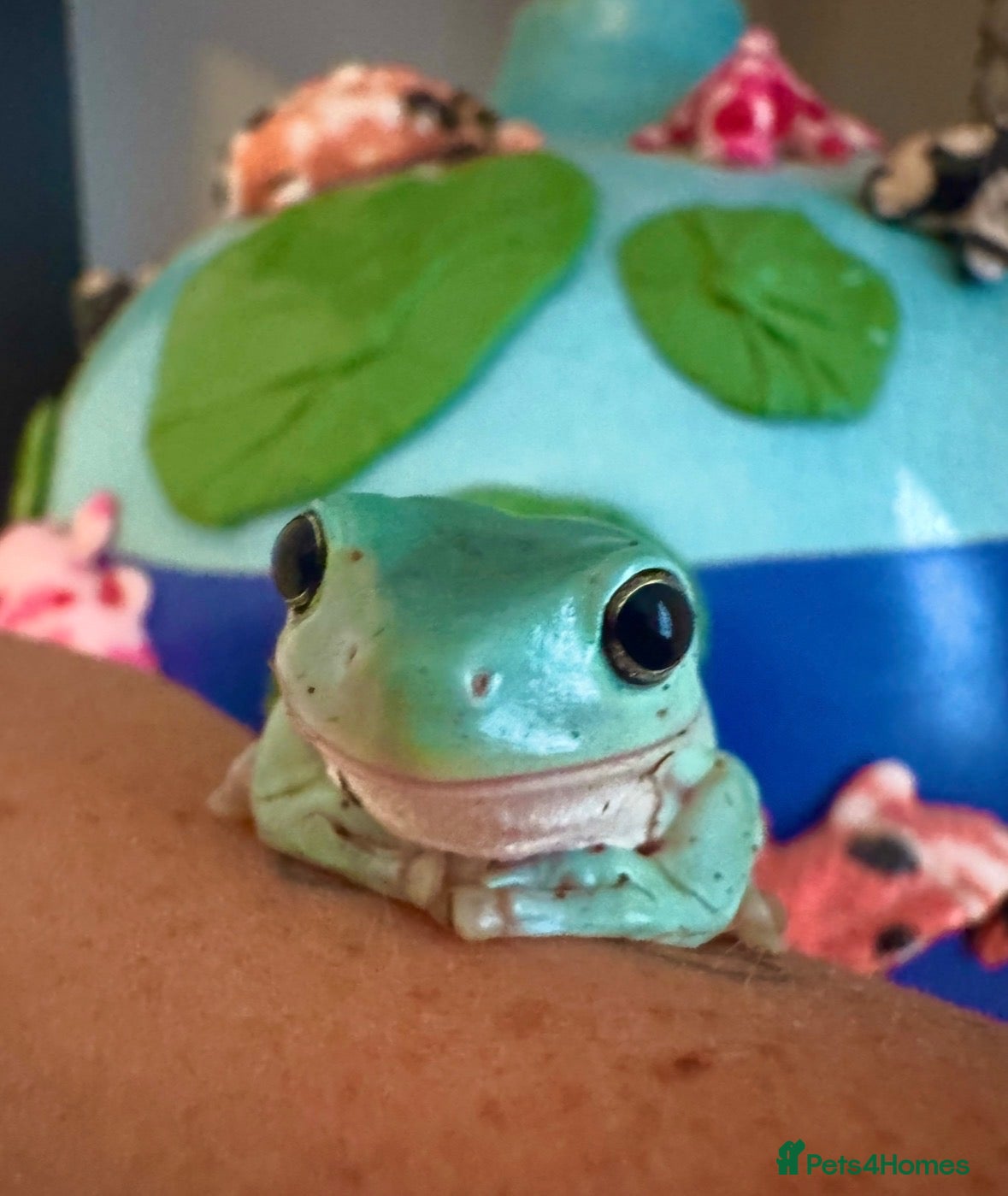 Frog reptiles Whites tree frog juveniles  - Advert 3