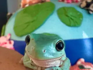 Frog reptiles Whites tree frog juvenile and sub adult - Advert 1