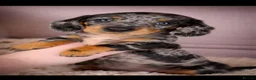 Miniature Dachshund dogs for stud: Stunning Chopper 🐶❤️ - Advert 5