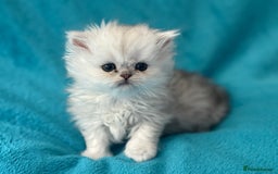 Persian cats for sale: Three Persian Chinchilla Kittens GCCF registered  - Image 11