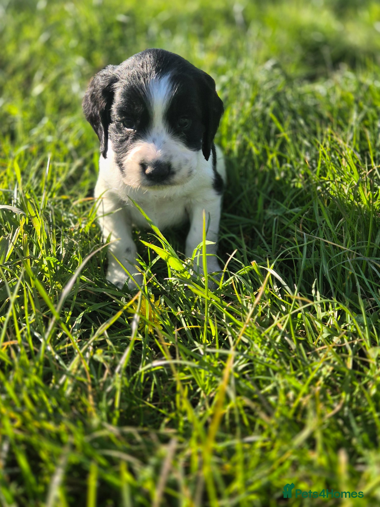 Sprocker dogs F1 sprocker puppies  - Advert 1