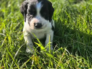 Sprocker dogs F1 sprocker puppies - Advert 1