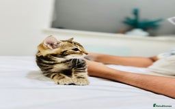 Mixed Breed cats for sale: Kittens ready to go - Image 32