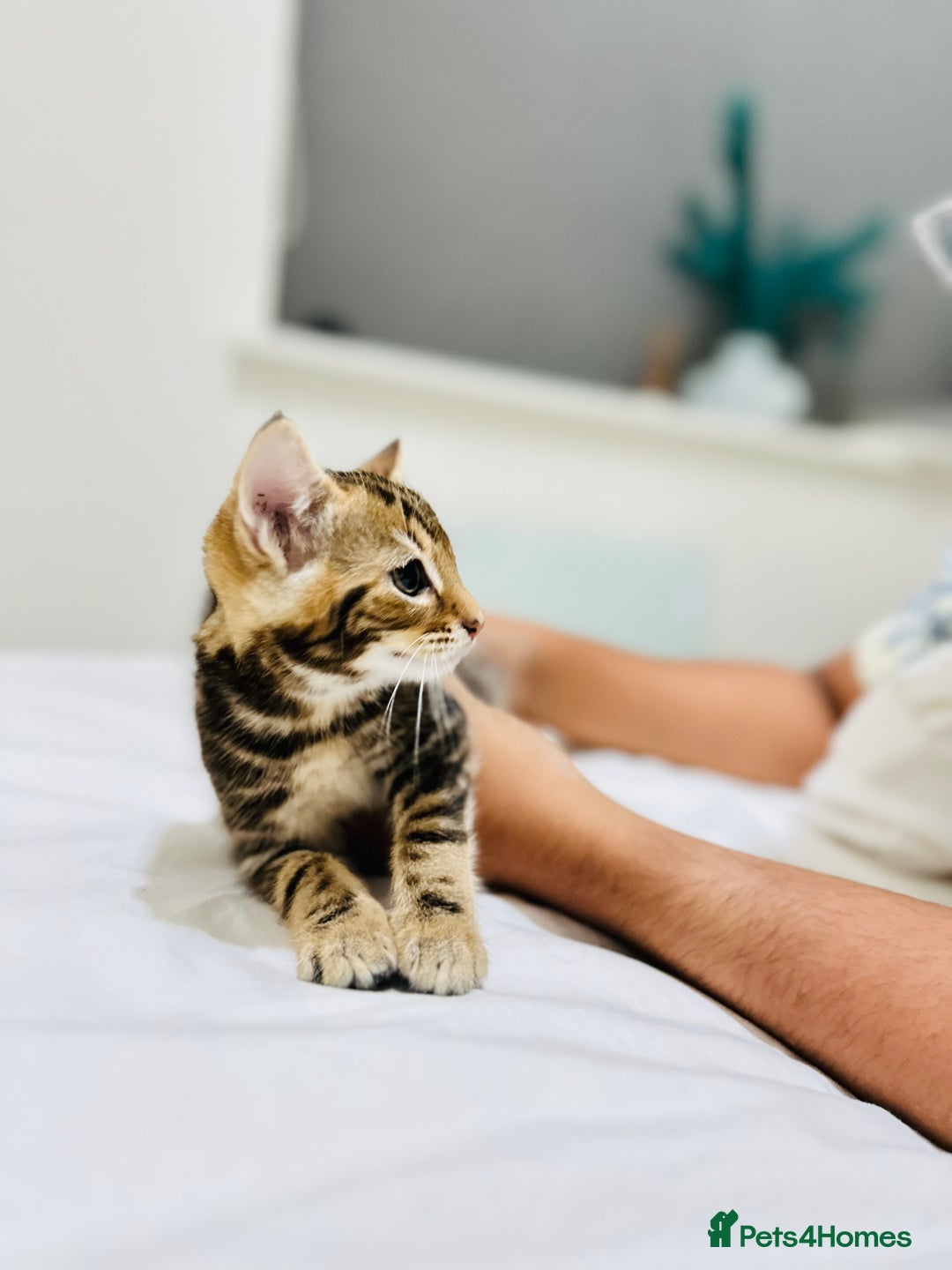 Mixed Breed cats for sale: Kittens ready to go - Image 32