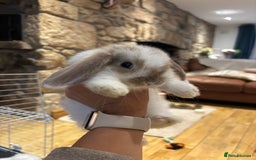 Mini Lop rabbits for sale: 🐰 Beautiful Mini Lop Bunnies 🐰 - Image 7