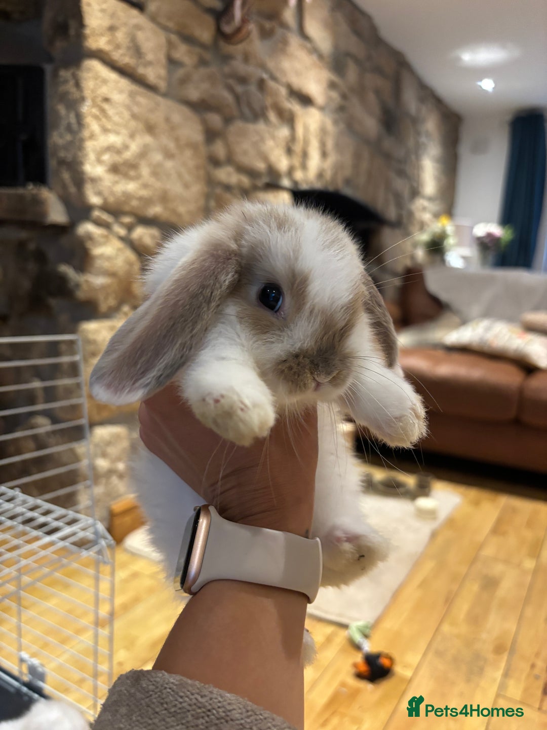 Mini Lop rabbits for sale: 🐰 Beautiful Mini Lop Bunnies 🐰 - Image 7