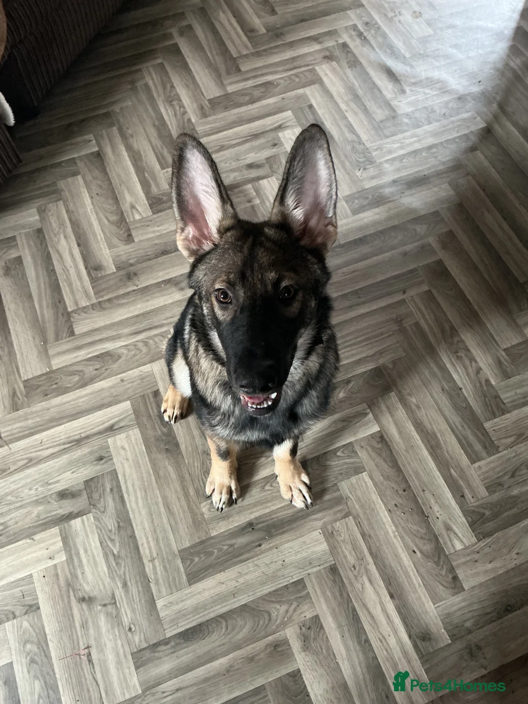 Mixed Breed dogs for sale: Coba (Husky X German shepherd) - Advert 2