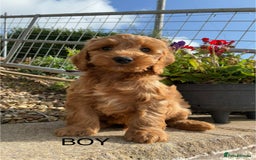 Cockapoo dogs for sale: 1 COCKAPOO BOY AVAILABLE! - Image 1