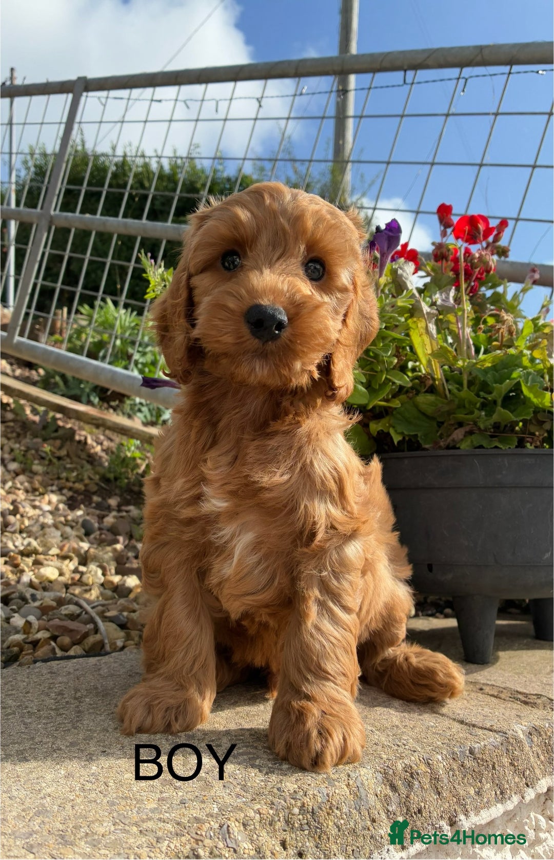 Cockapoo dogs for sale: 1 COCKAPOO BOY AVAILABLE! - Image 1