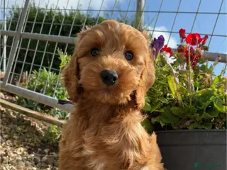 Cockapoo dogs 1 COCKAPOO BOY AVAILABLE! - Advert 14