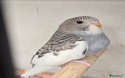 Budgerigars birds for sale: Budgies  - Image 16