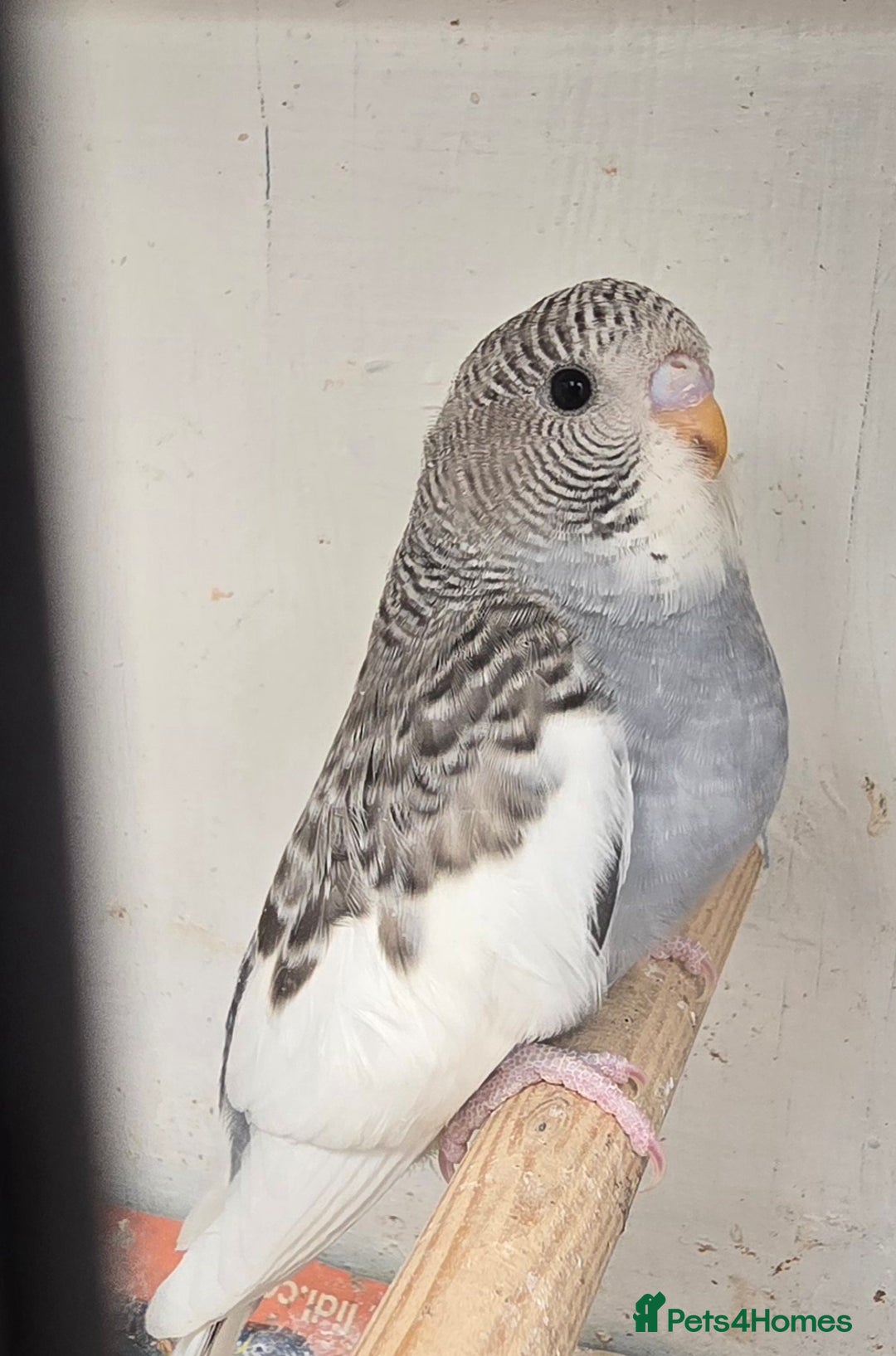 Budgerigars birds for sale: Budgies  - Image 16