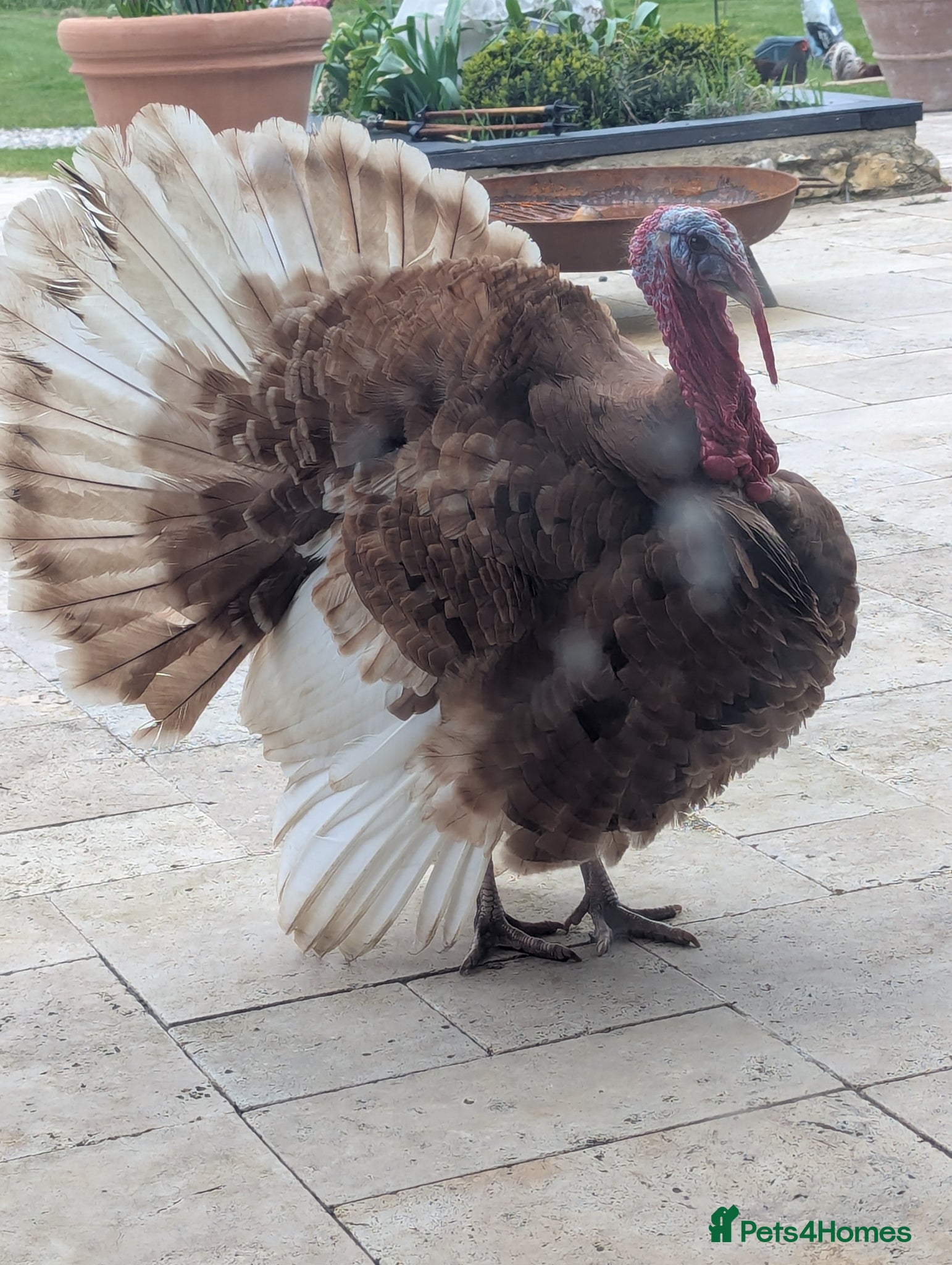 Turkeys poultry for sale: Kentucky Bourbon Red in Buntingford - Advert 3