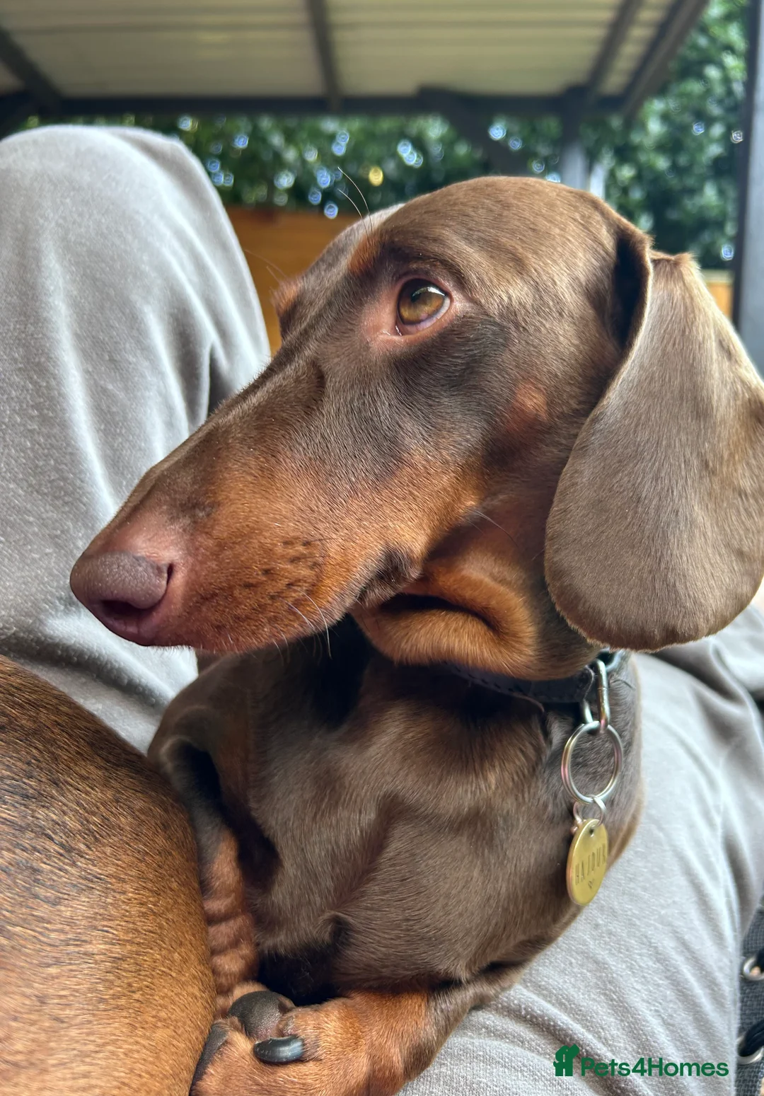 Dachshund dogs for stud: Proven KC chocolate&tan smooth haired dachshund - Advert 6