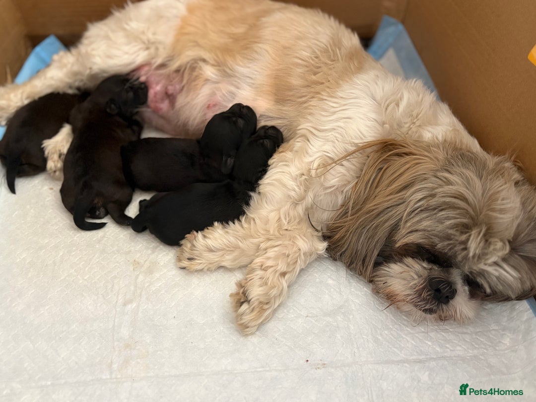 Shihpoo dogs for sale: Shipoo Puppies  - Image 5