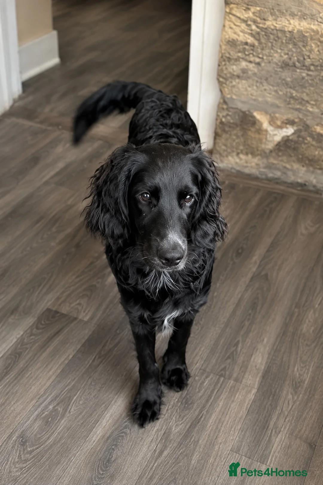 Cockapoo dogs for sale: Elmo cavapoo in Morpeth - Advert 3