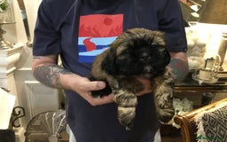 Shih Tzu dogs for sale: Tiny Imperial Shihtzu  Puppies  - Image 2