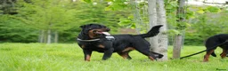 Rottweiler dogs for sale: 🐶PREMIUM ROTTWEILERS. ADRK GERMAN BLOODLINES 🇩🇪 - Advert 9
