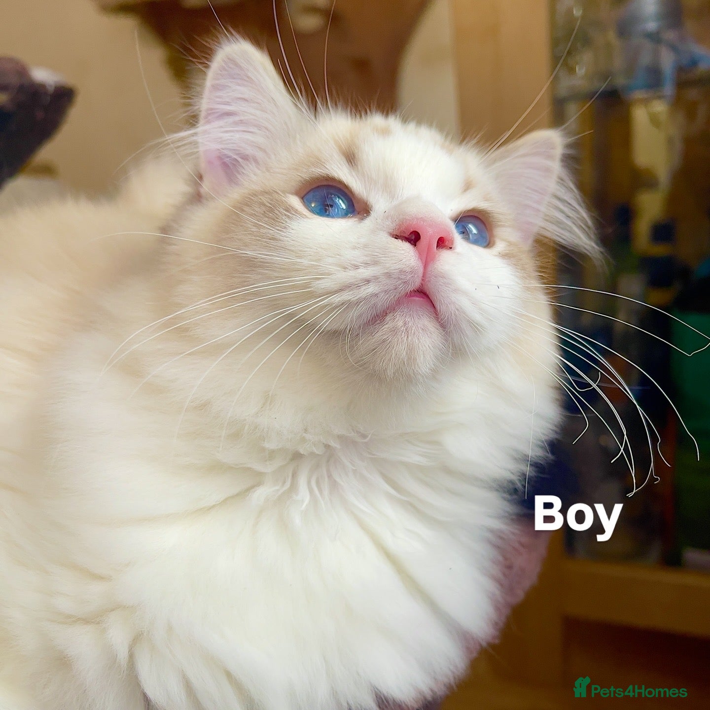 Ragdoll cats LAST BOY LEFT TICA Ragdoll Kittens – Ready Now! - Advert 1