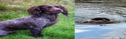 Cocker Spaniel dogs for sale: Beautiful KC reg WCS bitch pup - Advert 3